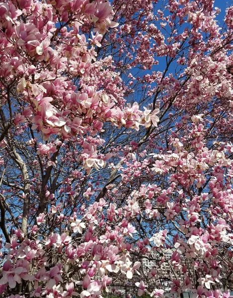 Gałęzie Drzewa Magnolii Kwitnący Różowe Kwiaty Wiosnę Przeciw Błękitne Niebo — Zdjęcie stockowe