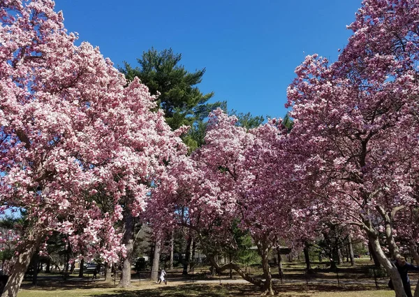 Magnolia Árboles Con Flores Rosadas Florecientes Primavera — Foto de Stock