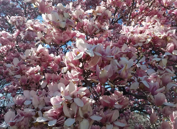 Magnolia Boomtakken Met Bloeiende Roze Bloemen Het Voorjaar Tegen Een — Stockfoto