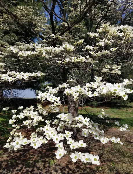 Ramas Árboles Magnolia Con Flores Blancas Florecientes Primavera — Foto de Stock