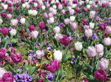 Mor ve Beyaz Lale flowerbed çiçek bahar manzara arka planları için