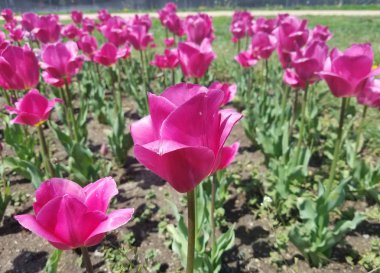 Mor Lale flowerbed yakın çekim çiçek bahar manzara arka planları için