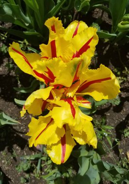 Sarı Lale çiçek bahar arka plan için yakın çekim