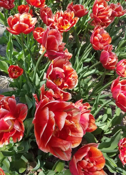 Primo Piano Aiuola Tulipano Rosso Sfondi Primaverili — Foto Stock