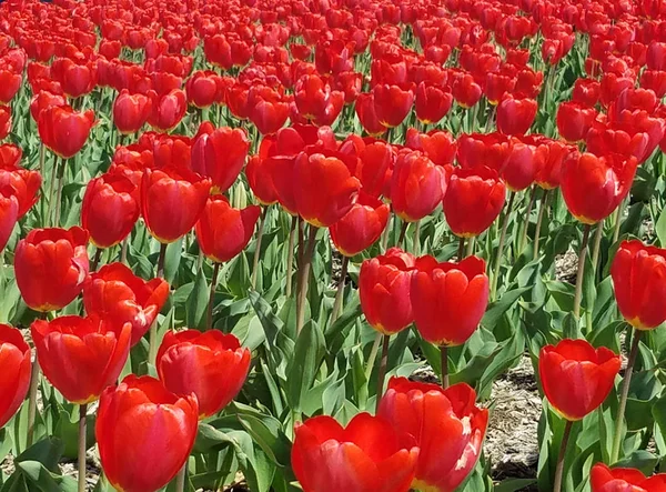 Primo Piano Aiuola Tulipano Rosso Sfondi Primaverili — Foto Stock