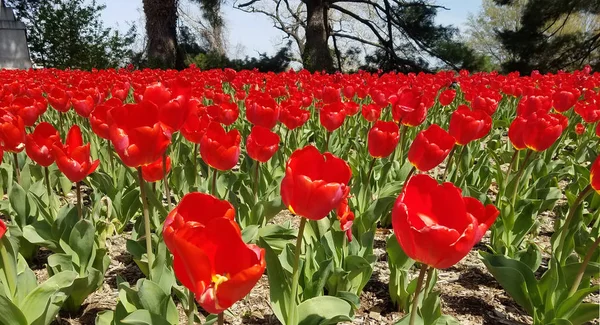 Rote Tulpen Blumenbeet Für Florale Frühlingslandschaft Hintergründe — Stockfoto