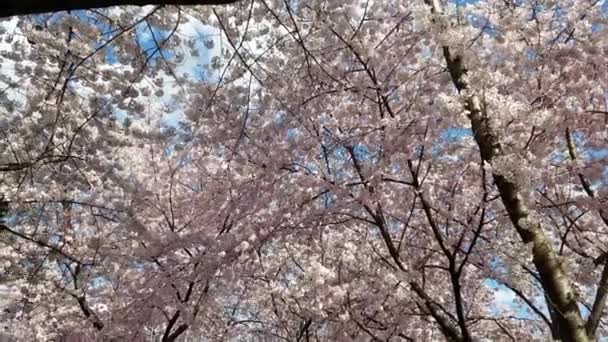 Fondo Primavera Con Cerezos Florecientes Durante Festival Cherry Blossom Washington — Vídeo de stock