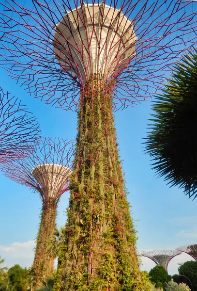 SINGAPUR - 7 de mayo de 2017: Súper árbol en los jardines por la Bahía pa —  Fotos de Stock