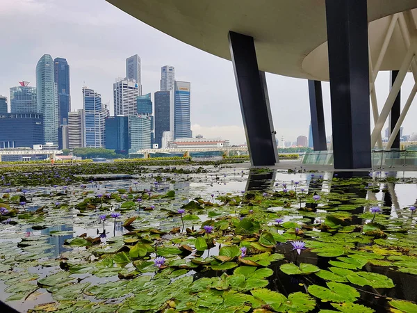 SINGAPUR, SINGAPUR - 7 de mayo de 2017: Estanque de loto frente a la A —  Fotos de Stock