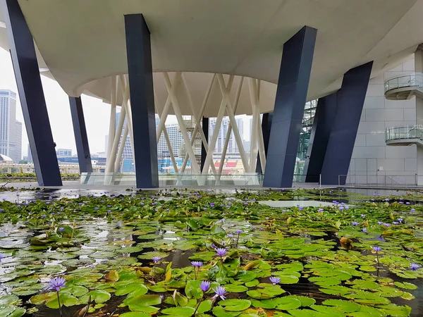 SINGAPUR, SINGAPUR - 7 de mayo de 2017: Estanque de loto frente a la A —  Fotos de Stock