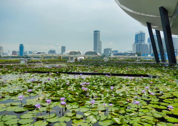 SINGAPUR, SINGAPUR - 6 de mayo de 2017: Estanque de Lotus en la Bahía Marina —  Fotos de Stock