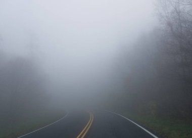 Sonbaharda ormanda sis