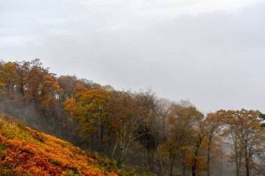 Parlak sonbahar renklerinde dağ ormanlarının havadan görünümü