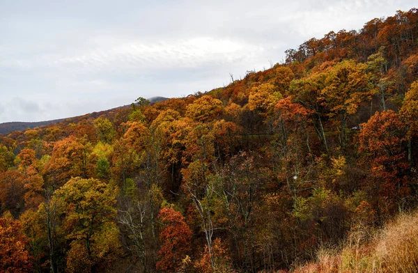 Luchtfoto van bergbossen in heldere herfst kleuren — Stockfoto