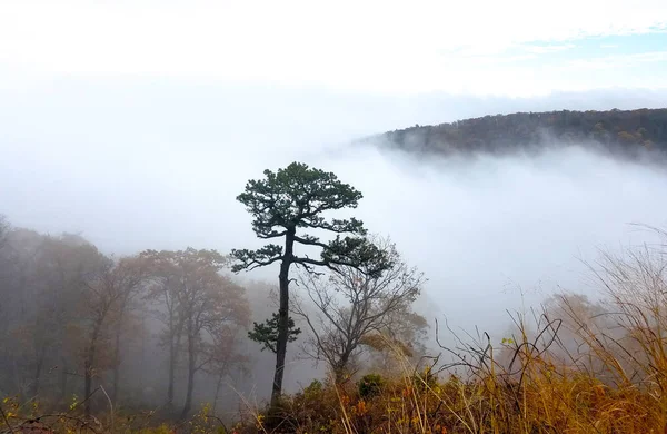 구름에 휩싸인 산림의 공중 전경 — 스톡 사진