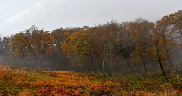 밝은 가을 색상의 산림의 공중 보기 — 스톡 사진