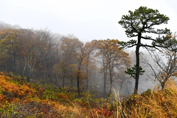 밝은 가을 색상의 산림의 공중 보기 — 스톡 사진