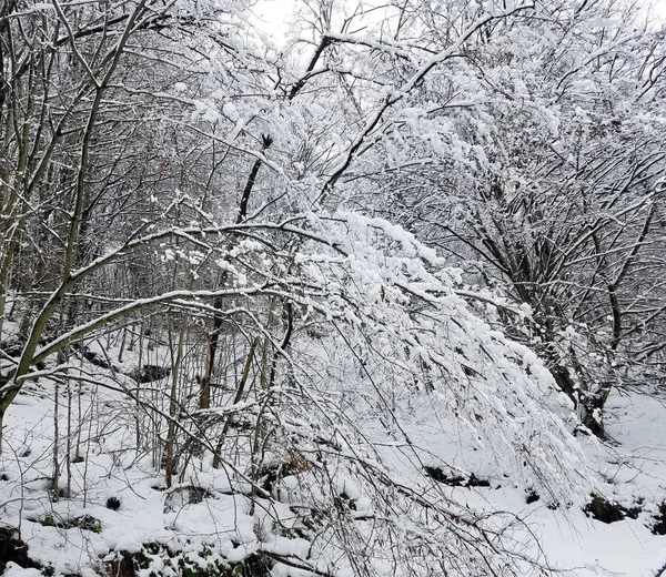 Χειμερινό τοπίο με κατεψυγμένα δέντρα καλυμμένα με πάγο και παγωτά — Φωτογραφία Αρχείου