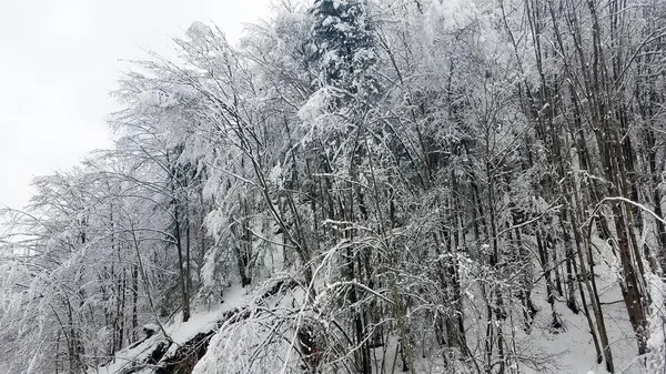 Paisaje invernal con árboles congelados cubiertos de hielo y nieve —  Fotos de Stock