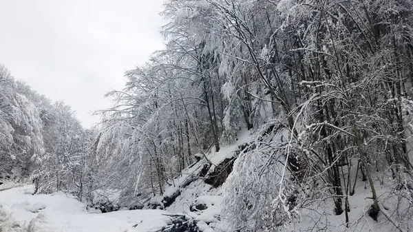 Paisaje invernal con árboles congelados cubiertos de hielo y nieve —  Fotos de Stock