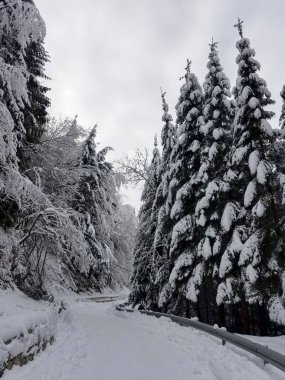Donmuş bir ormanda yol sarma 