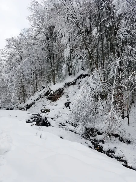 Зимовий пейзаж із замерзлими деревами, вкритими льодом і сну — стокове фото