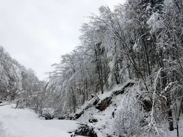 Paisaje invernal con árboles congelados cubiertos de hielo y nieve —  Fotos de Stock