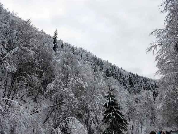 Paisaje invernal con árboles congelados cubiertos de hielo y nieve —  Fotos de Stock