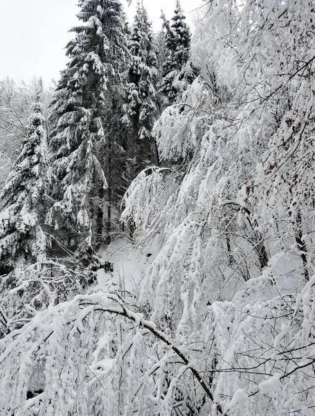 Χειμερινό τοπίο με κατεψυγμένα δέντρα καλυμμένα με πάγο και παγωτά — Φωτογραφία Αρχείου