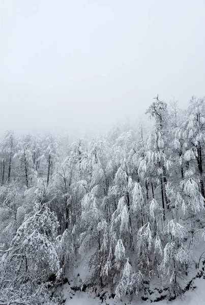 Bosque congelado en invierno —  Fotos de Stock