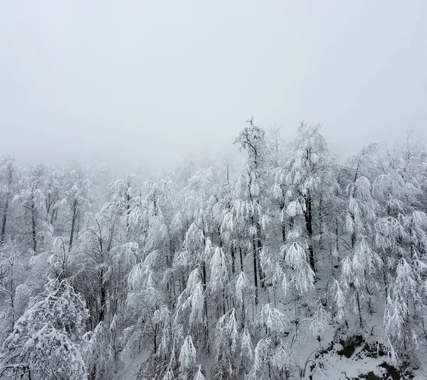 Bosque congelado en invierno —  Fotos de Stock
