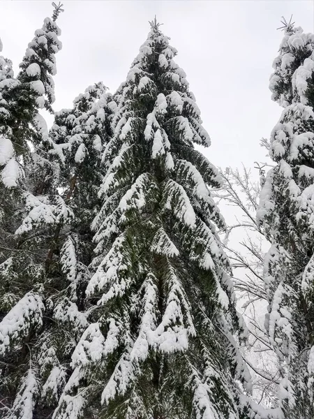 Зимовий пейзаж із замерзлими деревами, вкритими льодом і сну — стокове фото