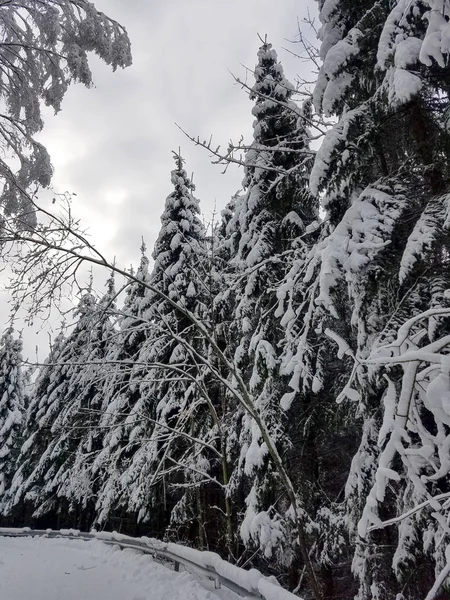 Дорога, що проходить через замерзлий ліс — стокове фото