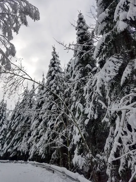 Road winding through a frozen forest — Stock Photo, Image