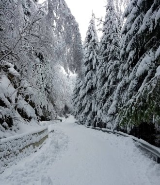 Donmuş bir ormanda yol sarma 