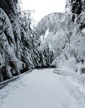 Donmuş bir ormanda yol sarma 