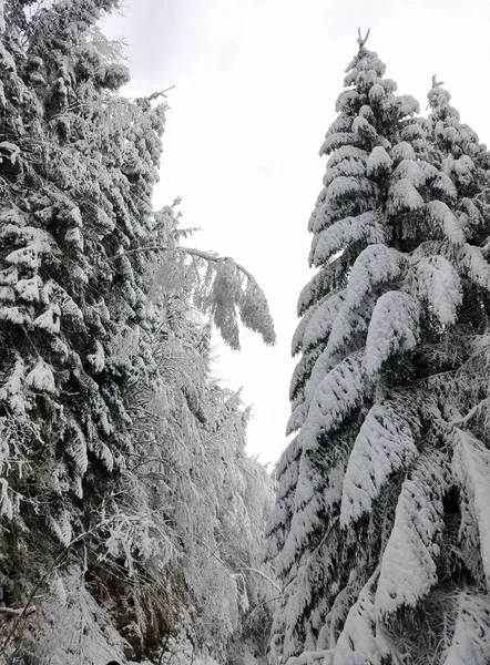 Winter landscape with frozen trees covered in ice and sno — Stock Photo, Image