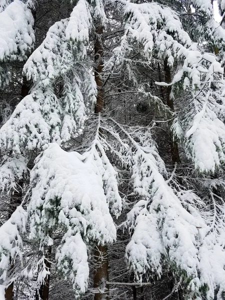 Κλάδους κατεψυγμένα δέντρων για το χειμώνα — Φωτογραφία Αρχείου