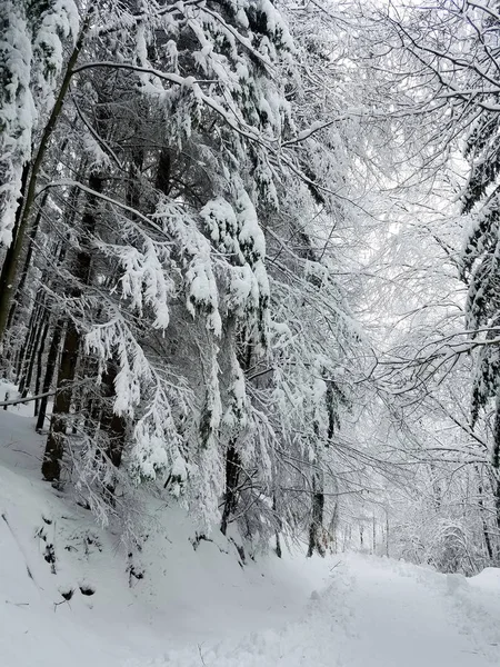 Χειμερινό τοπίο με κατεψυγμένα δέντρα καλυμμένα με πάγο και παγωτά — Φωτογραφία Αρχείου