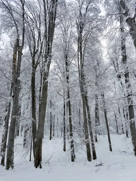 Зимовий пейзаж із замерзлими деревами, вкритими льодом і сну — стокове фото