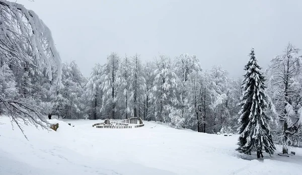 Panorama de invierno con árboles congelados cubiertos de hielo y nieve —  Fotos de Stock