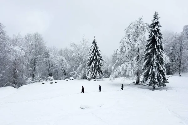 Pinos solitarios y un bosque congelado — Foto de Stock