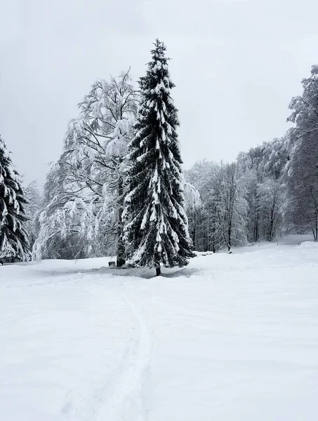 Pino solitario y bosque congelado — Foto de Stock