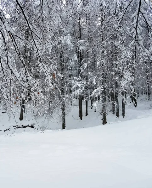Χειμερινό τοπίο με παγωμένα δέντρα — Φωτογραφία Αρχείου
