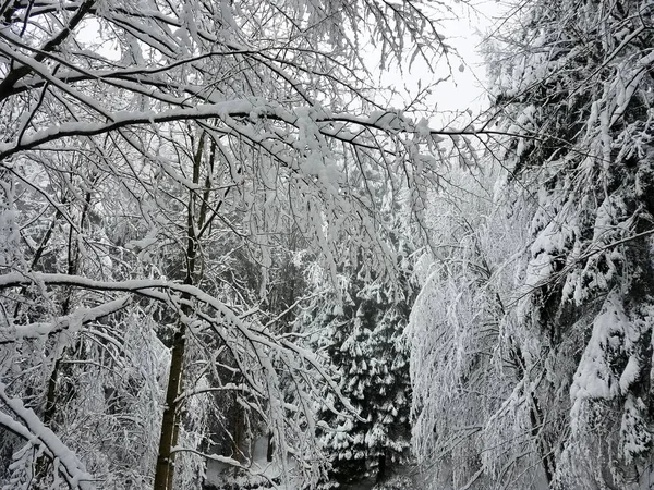 Paysage hivernal avec des arbres gelés couverts de glace et de sno — Photo