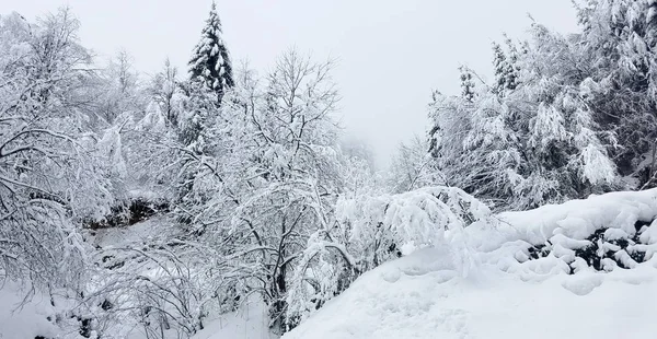 Paisaje invernal con árboles congelados cubiertos de hielo y nieve — Foto de Stock