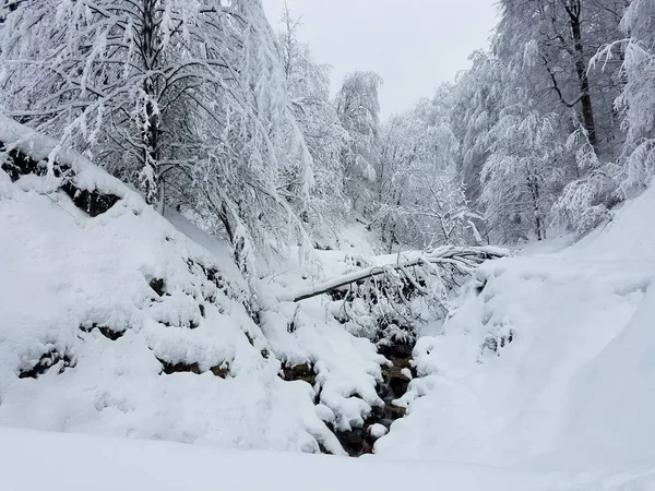 Paisaje invernal con árboles congelados cubiertos de hielo y nieve —  Fotos de Stock