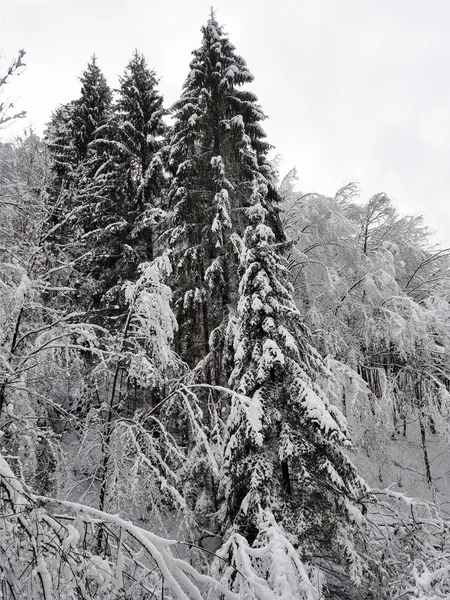 Зимовий пейзаж із замерзлими деревами, вкритими льодом і сну — стокове фото