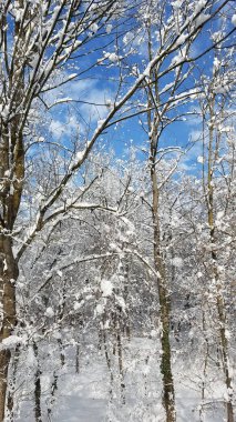 Buz ve karla kaplı ağaçlar