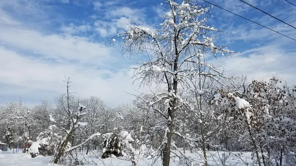 Зимовий Фон Гілками Дерев Гілочками Вкритими Снігом Льодом — стокове фото